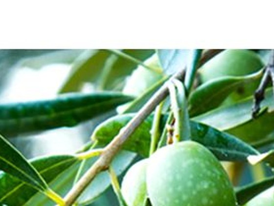 Young green Picual olives on the branch